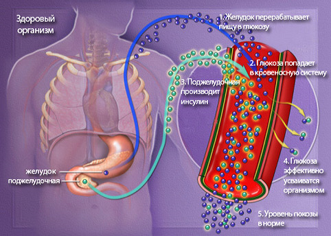 Photo of Механизм развития диабета типа 1